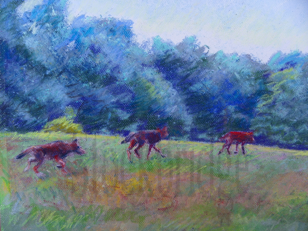 coyotes in pastel by Stockbridge